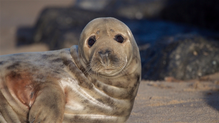 Close-up of a cute grey seal on a sandy beach