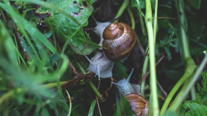 Snails crawling on grass in 4K