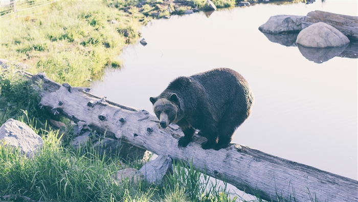Bear on a log in a nature reserve
