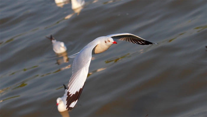 Seagulls flying over water 4K