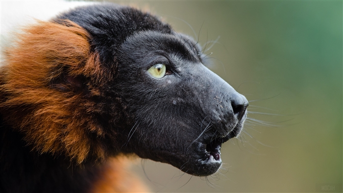 Red Ruffed Lemur in 4K