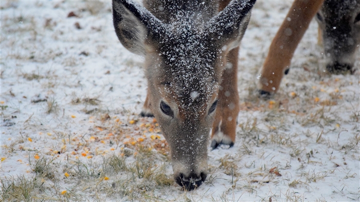 Deer eating in the snow, winter 4K