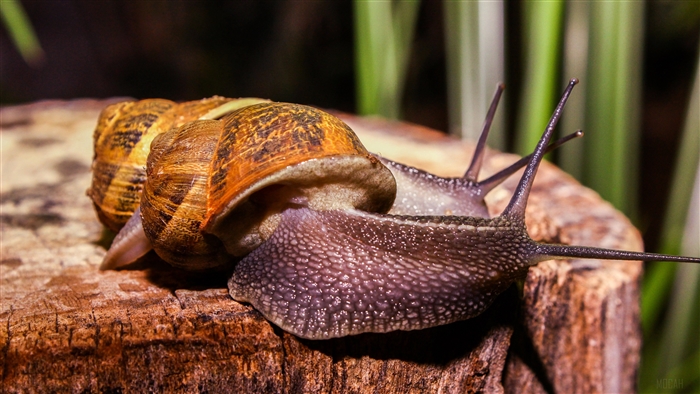 Two large snails with antennae on a log