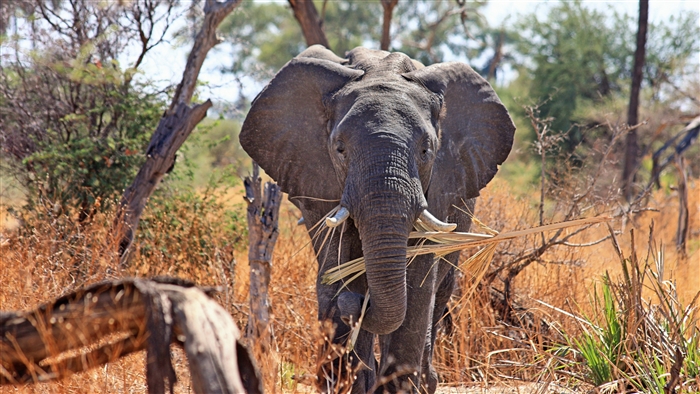 Elephant eating grass in Africa 4K