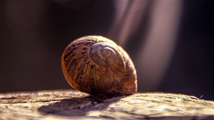Snail shell close-up 4K