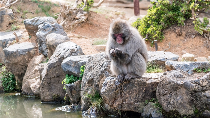 Japanese macaque sitting on rocks near water 4K