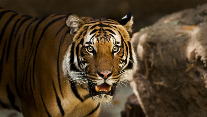 Tiger predator wild cat 4K