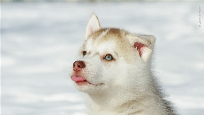 Adorable Husky Puppy in Bright Snow 4K