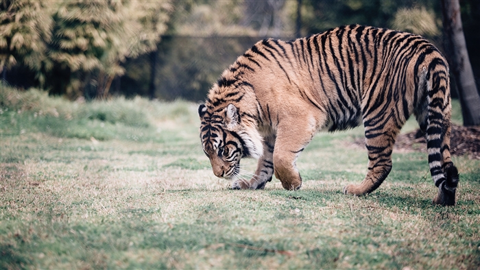 Tiger walking on grass 4K
