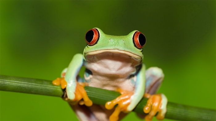Red-eyed tree frog on a stem, green background 4K