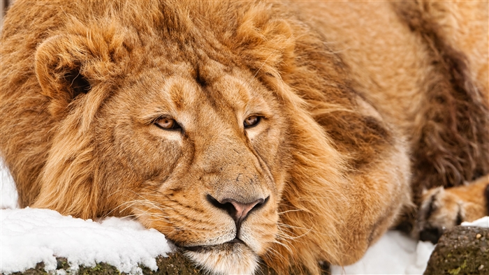 Lion lying in snow