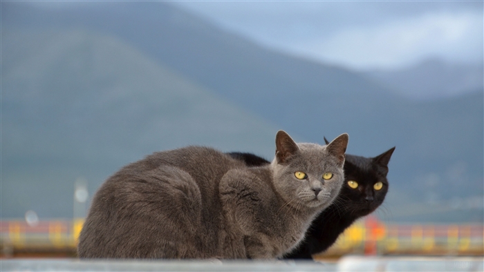 Two cats in front of mountains 4K
