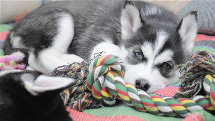 Husky puppy lying down with a rope toy