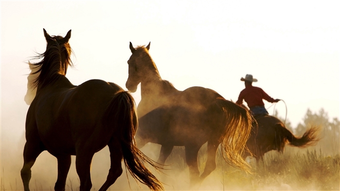 Cowboy lassoing horses in dust 4K