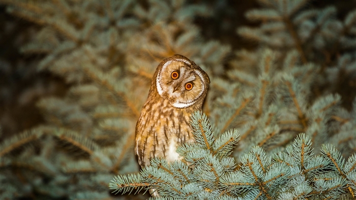 Long-eared owl perched on a spruce tree at night