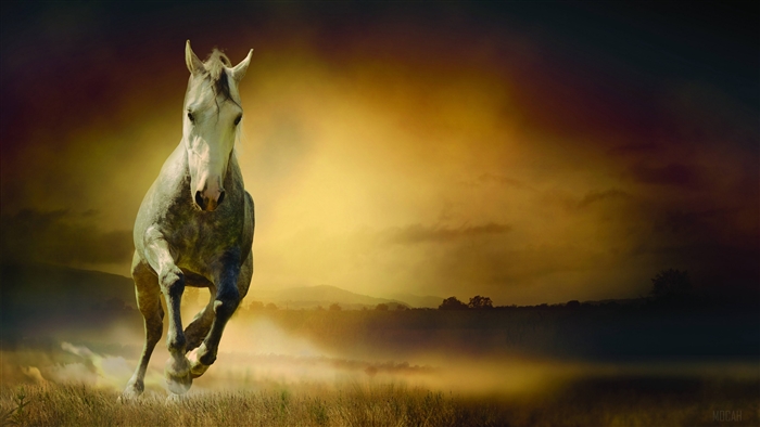Horse running in a field at sunset 4K