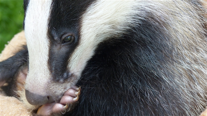 Badger face and paw 4k
