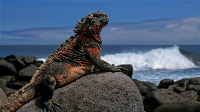 Marine Iguana on Rocks by the Sea 4K