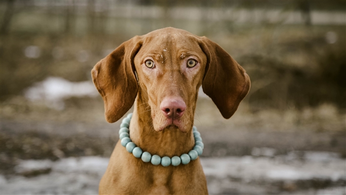 Vizsla dog wearing a beaded necklace 4K