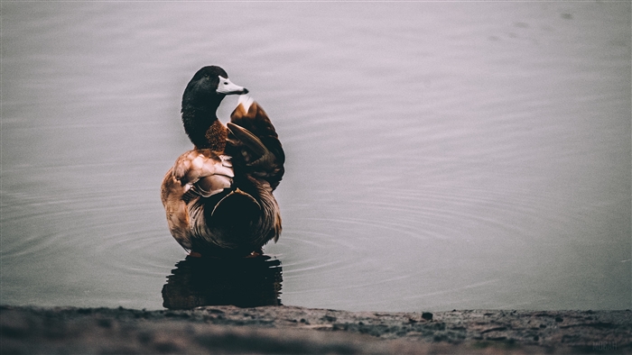 Solitary Duck on Calm Lake in Soft Light