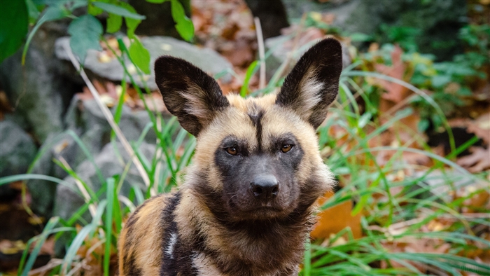 African Wild Dog Portrait 4K