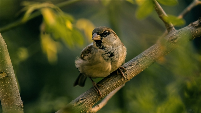 Sparrow perched on a branch, 4K