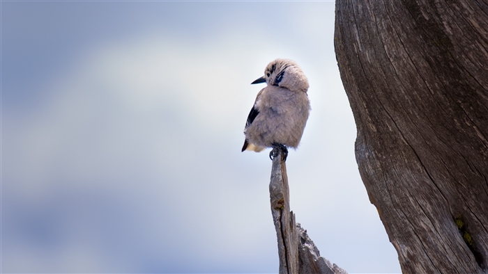 Bird sitting on a dead branch