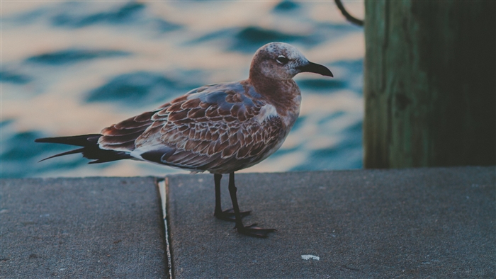 Seagull on a pier by the sea 4K