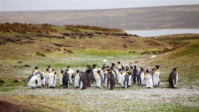 King penguins flock on a grassy shore