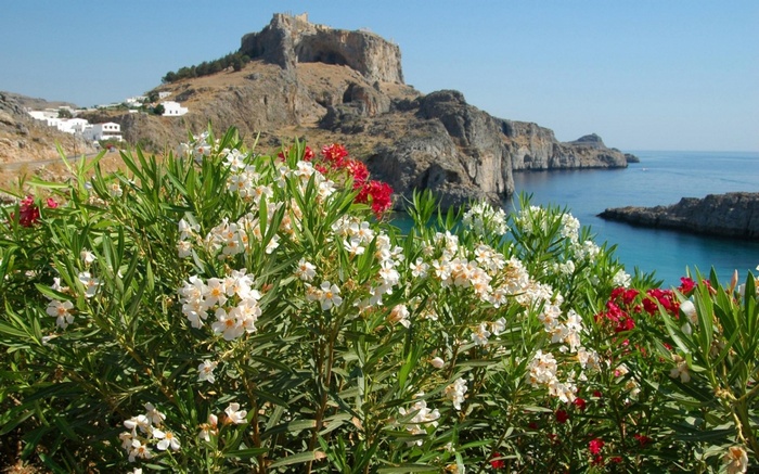 Oleander flowers with Lindos Acropolis and sea in background