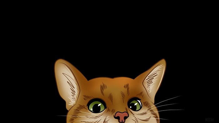 Orange cat peeking from the bottom