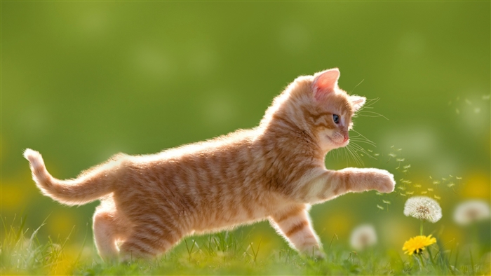 Cute Orange Tabby Kitten Playing with Dandelions 4K