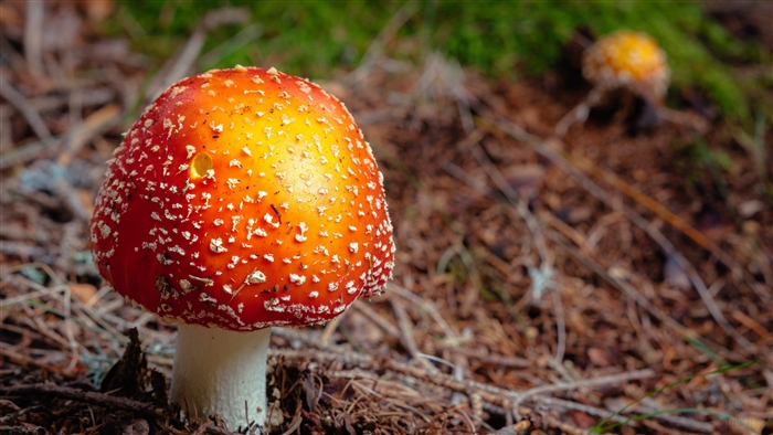 Fly agaric mushroom in forest 4K