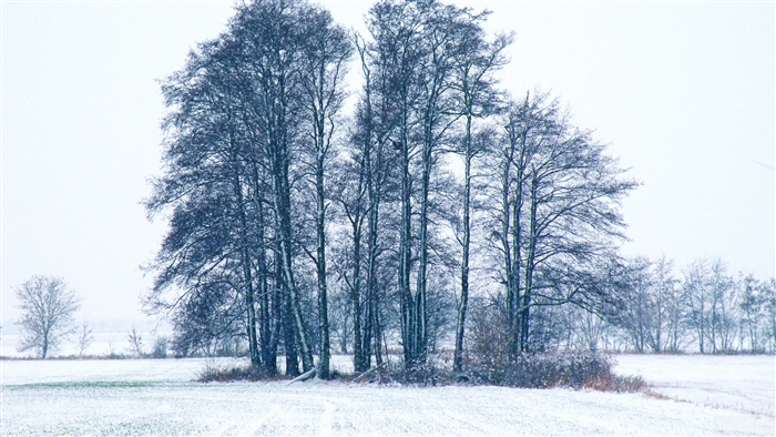 Bare trees in a snowy field