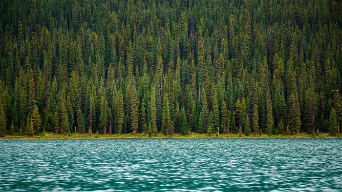 Forest and lake surface 4K