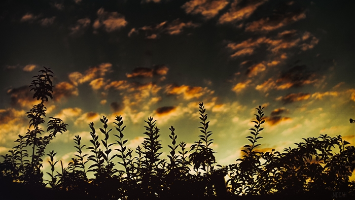 Silhouette of plants against a sunset sky with clouds