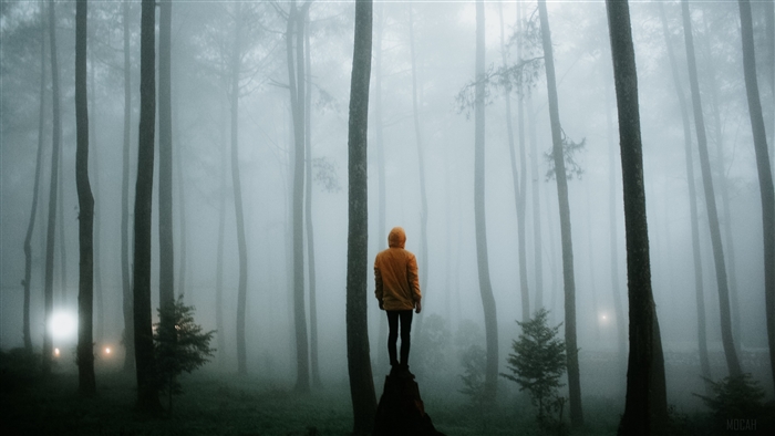 Man in yellow jacket in foggy forest 4K
