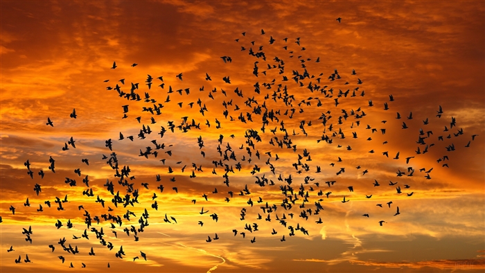 Flock of Birds Silhouetted Against Sunset Sky