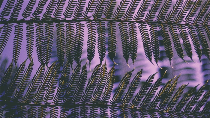 Close-up of fern leaves with purple background