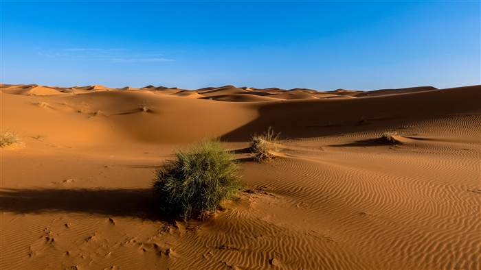 Sahara desert sand dunes under a clear blue sky 4K