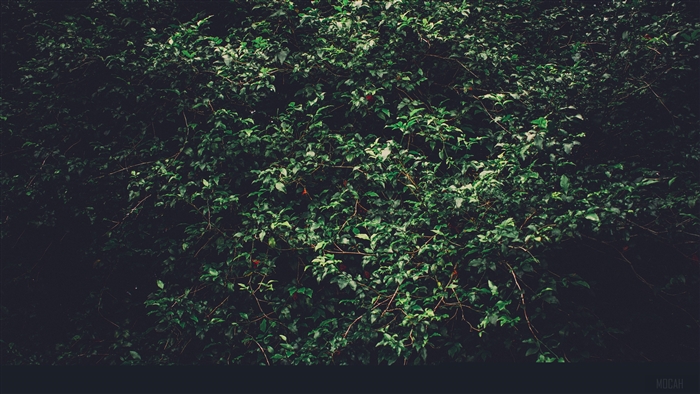 Green foliage with branches and red berries 4K