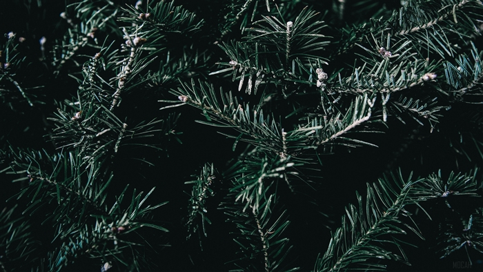 Close-up of dark green spruce branches with needles