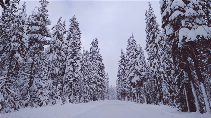 Snowy forest road in winter 4K