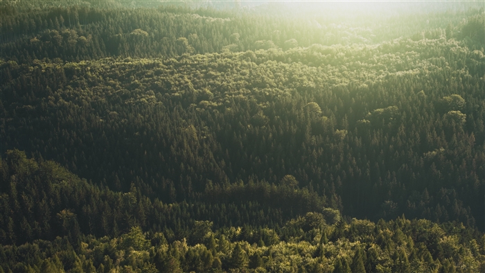 Aerial view of a dense forest with sunlight