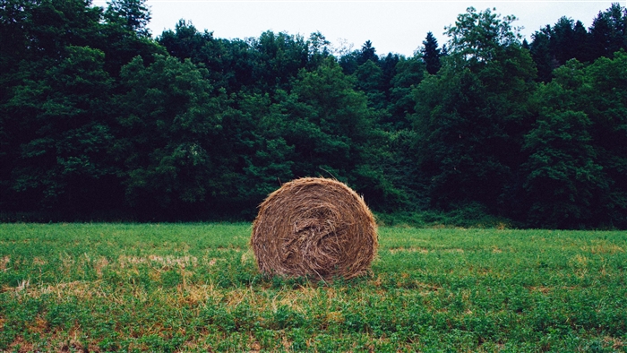 Hay bale in a field with forest background 4K