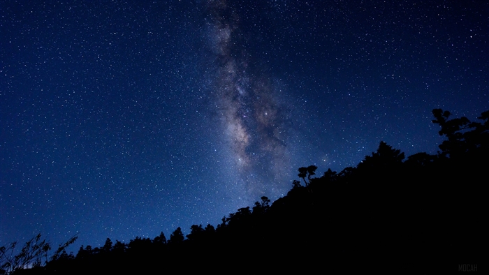 Milky Way over silhouetted trees