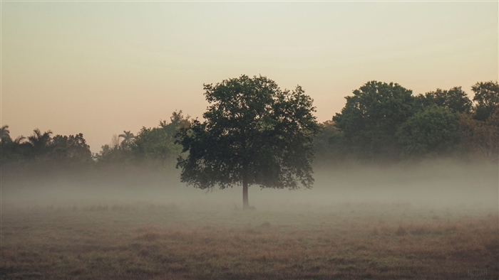 Tree in Foggy Field 4K