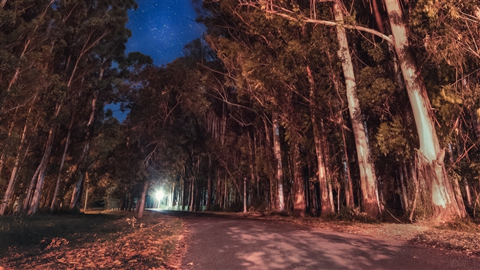 Night road through trees with stars in Entre Rios, Argentina 4K