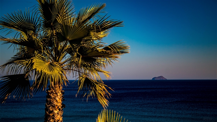 Palm Tree and Island in the Sea 4K