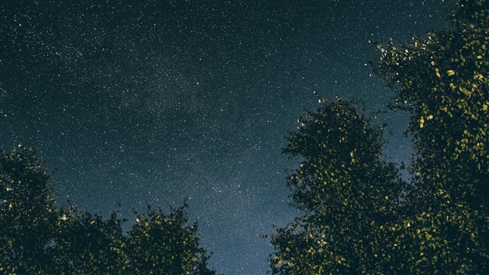 Starry night sky above trees 4K